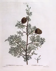 Cyprès méditerranéen (Cupressus sempervirens), planche botanique par Pierre Joseph Redouté