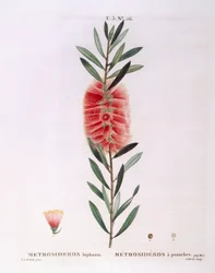 Metrosideros Lophanta, planche botanique de Henry Louis Duhamel du Monceau par Pierre Joseph Redouté