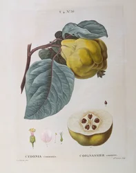 Coing (Cydonia communis), planche botanique par Pierre Joseph Redouté