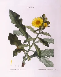 Laitues (Sonchus fruticosus), planche botanique par Pierre Joseph Redouté