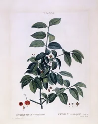 Fusain (Euonymus verrucosus), planche botanique par Pierre Joseph Redouté