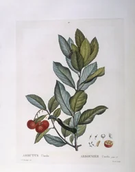 Arbousier (Arbutus unedo), planche botanique par Pierre Joseph Redouté