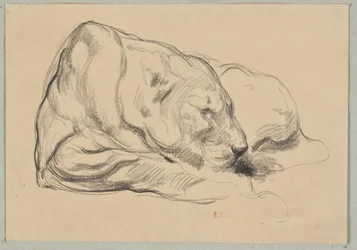 Lionne couchée