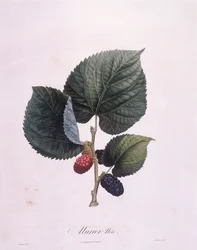 Mûrier noir (Morus nigra), planche botanique par Pierre Antoine Poiteau
