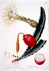 Cactus Triangularis, planche 26 de 