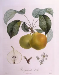 Poire "Bergamote", planche botanique par Pierre Antoine Poiteau