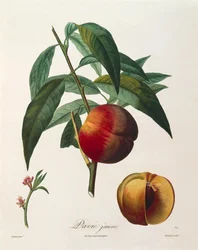 Pêche jaune (Pavie Jaune) par Antoine Poiteau