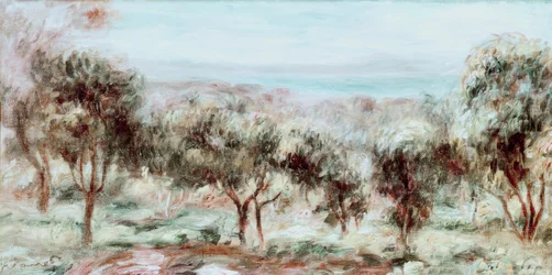 Paysage, les oliviers