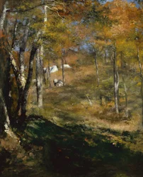 Jeunes arbres dans la forêt