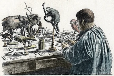 Taxidermie : Un taxidermiste empaille des animaux dans son atelier Gravure de Excursion à travers les métiers par Pierre Calmette Collection privée