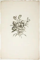 Bouquet avec tulipes, de Collection de différents bouquets de fleurs, inventé et dessiné par Jean Pillement et gravé par P. C. Canot