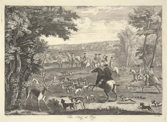 Le cerf au piège