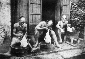 Plumes de canard chinois, "Saigon et ses environs", phot. Dieulefils, c. 1900