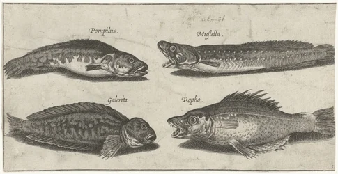 Morue à fourche, perche dentée, blennie cornue et un poisson noir