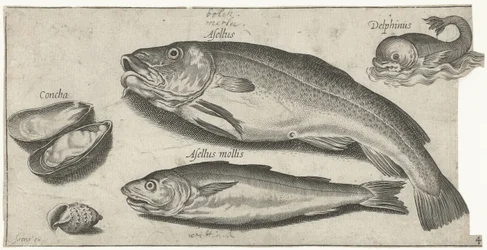 Morue, merlan, un dauphin et des coquillages