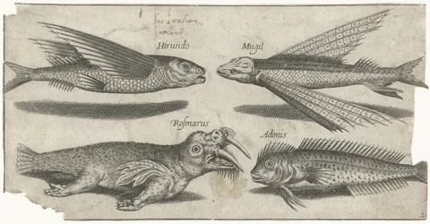 Poisson volant, grondin, poisson-limace et un morse