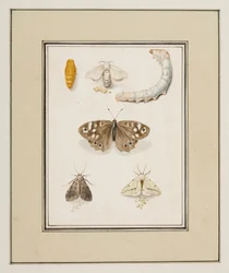 Papillons, Mites et Chenilles, c.1755-65