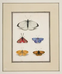 Papillons, vers 1755-65