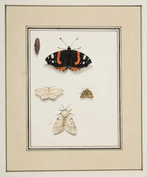 Papillons, c.1755-65