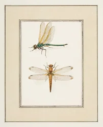 Libellules, vers 1755-65