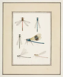 Libellules, c.1755-65