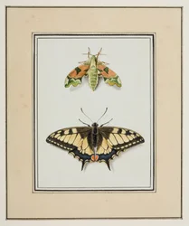 Sphinx et Machaon, vers 1755-65