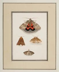 Papillons de nuit, c.1755-65