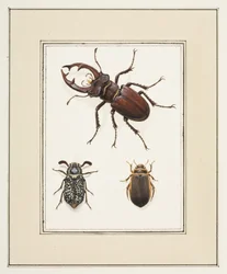 Cerf, hanneton et coléoptères Geelgerande, c.1755-65