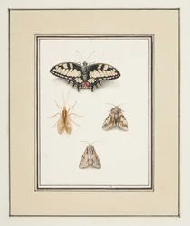 Papillon Machaon, éphémère et deux papillons de nuit, c.1755-65