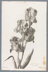 Iris dalmatien