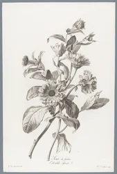 Souci des Jardins / Calendula Officinalis L. (Fleurs dessinées d