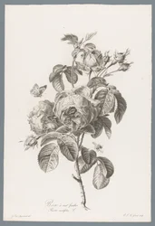 Rose à cent feuilles