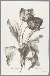 Tulipe