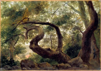 Sous bois, arbres aux branches tordues