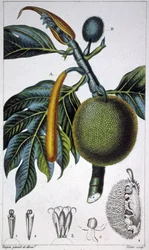Fruit à pain