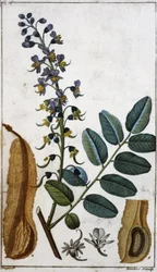 Baume du Pérou
