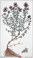 Thym, c.1850 (gravure)