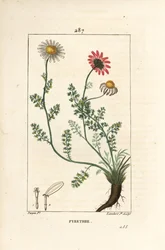 Pyrèthre d