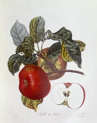 Pomme "Belle du Havre", planche botanique de Pierre Jean François Turpin
