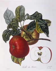 Pomme "Belle du Havre", planche botanique par Pierre Jean François Turpin