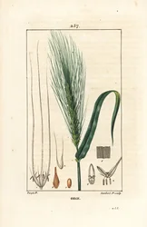 Orge - Orge, Hordeum vulgare, montrant tige, feuille et épi de graines. Gravure en taille-douce en couleur par Lambert Junior d