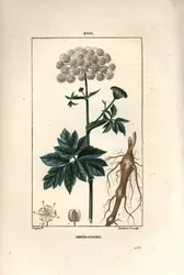 Benzoin ou impératoire - Masterwort, Imperatoria ostruthium, avec fleur, feuille et racine. Gravure en taille-douce en couleur par Lambert Junior d