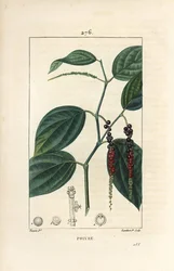 Poivre noir - Poivre noir, Piper nigrum, avec feuille, tige et grains de poivre mûrs et non mûrs. Gravure au pointillé en couleur par Lambert Junior d
