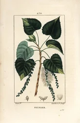 Peuplier noir, Populus nigra, avec feuille, tige et graine. Gravure sur cuivre au pointillé coloriée à la main par Lambert Junior d