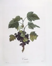 Cassis (Ribes nigrum) ou cassis Noir de Bourgogne, planche botanique par Pierre Jean Francois Turpin