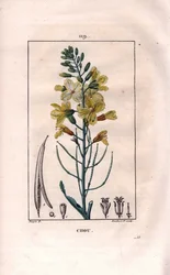 Botanique : fleur de chou. Gravure en taille-douce coloriée à la main par Lambert d