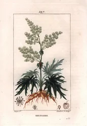 Botanique : rhubarbe - Plante de rhubarbe, feuilles et racines, Rheum rhabarbarum. Gravure en taille-douce colorée à la main par Lambert d