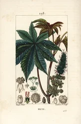 Ricin commun, Ricinus communis, avec feuille, fleur, tige et graine. Gravure en taille-douce coloriée à la main par Lambert Junior d
