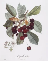 Cerisier (Prunus avium), Henry Louis Duhamel du Monceau, planche botanique par Pierre Jean François Turpin