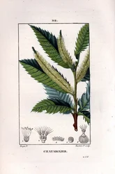 Branche de châtaignier - Châtaignier doux, Castanea sylvestris